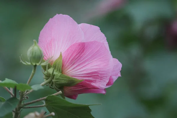 Hibiscus mutabilis rózsaszín szép virágot — Stock Fotó