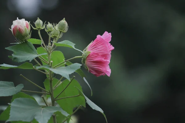 Rosa linda flor, Hibiscus mutabilis — Fotografia de Stock