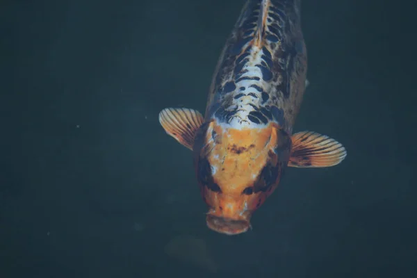 Ikan koi di kolam — Stok Foto