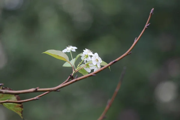 A japán ume sárgabarack fa, prunus mume — Stock Fotó