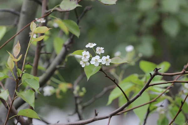  Japon ume kayısı ağacında, prunus mume