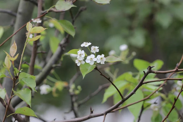  Japon ume kayısı ağacında, prunus mume