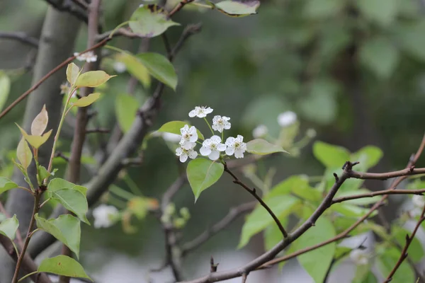  Japon ume kayısı ağacında, prunus mume