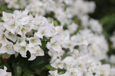 güzel beyaz çiçekler arka plan.