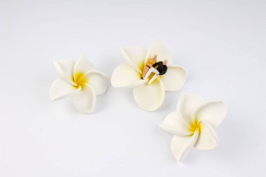 minyatür çift çiçek oturmak