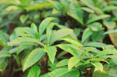 Çin tıbbı bitkiler