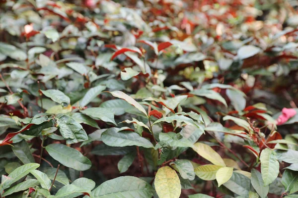 The plants for Chinese medicine — Stock Photo, Image