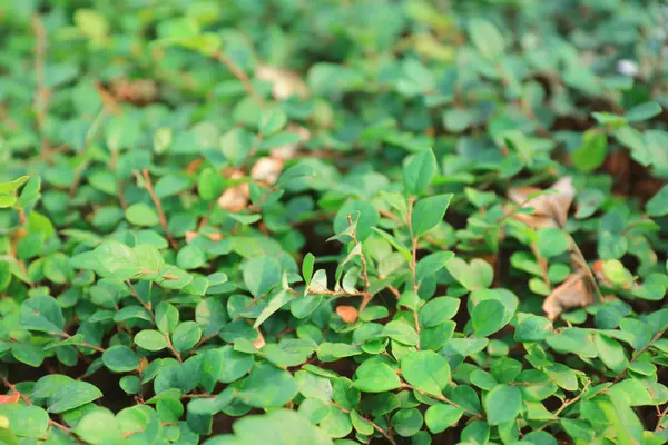 De planten voor de Chinese geneeskunde — Stockfoto