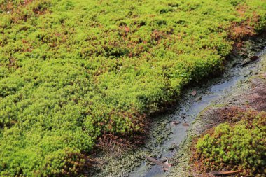  Güzel sonbahar, sonbahar manzara 