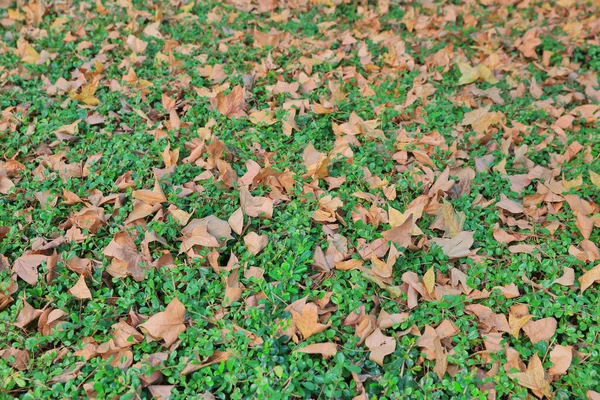 Folhas de outono caídas na grama em ensolarado — Fotografia de Stock