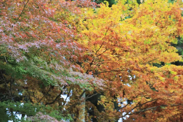 Schöner Herbst, herbstliche Landschaft — Stockfoto
