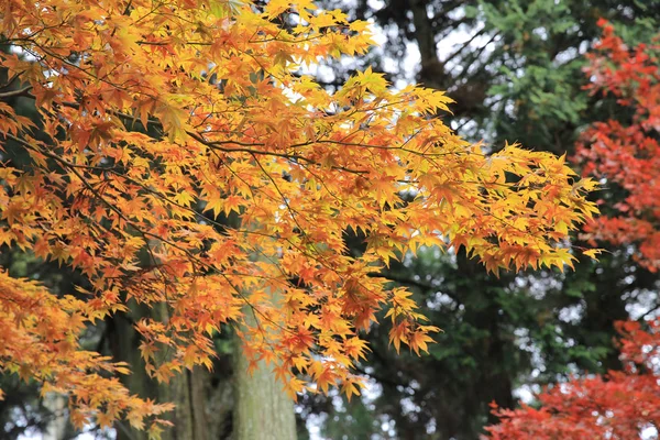 Szép ősz, őszi táj Kyoto, Japán — Stock Fotó