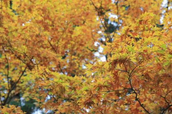 Hermoso otoño, paisaje otoñal Kyoto, Japón — Foto de Stock