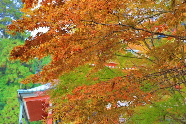 Queda bonita, paisagem de outono Kyoto, Japão — Fotografia de Stock