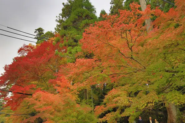 Queda bonita, paisagem de outono Kyoto, Japão — Fotografia de Stock