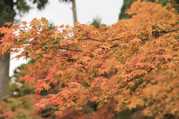 Красивая осень, осенний пейзаж Киото, Япония — стоковое фото