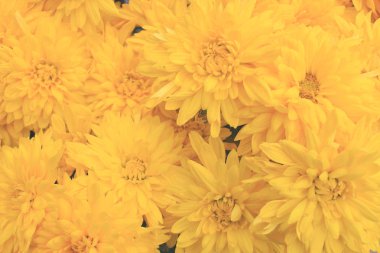 çiçek sarı yumuşak odak