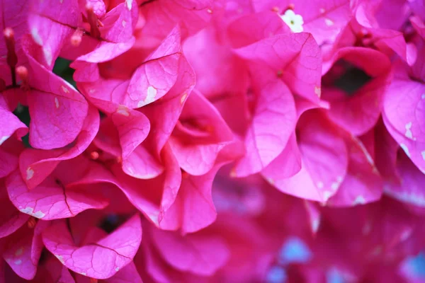 Bougainvillea fleur en papier de couleur colorée — Photo