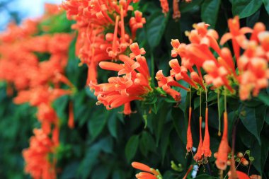 Turuncu Çiçek güneş ışığı ile sabahleyin.