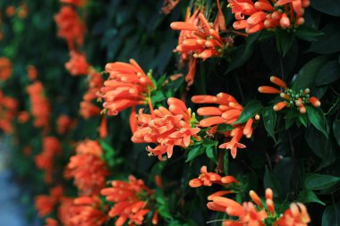Turuncu Çiçek güneş ışığı ile sabahleyin.