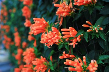 Turuncu Çiçek güneş ışığı ile sabahleyin.