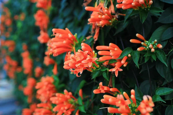 Turuncu Çiçek güneş ışığı ile sabahleyin.