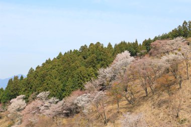 Yoshino Mikumari Tapınak, Yoshinoyama, Nara,