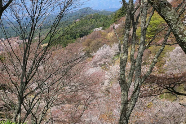 Yoshino cherry blossoms — Stockfoto