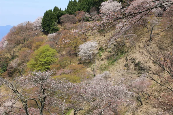 Yoshino cherry blossoms — Stockfoto