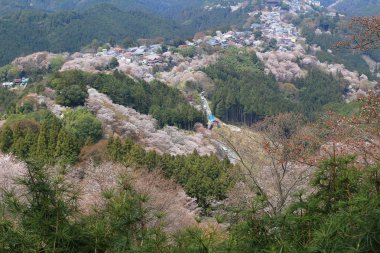 Yoshino Mikumari Tapınak, Yoshinoyama, Nara, Japonya