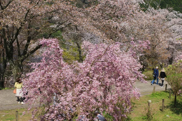 Flores de cereja de yoshino — Fotografia de Stock