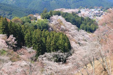  Yoshino Mikumari Tapınak, Yoshinoyama, Nara, Japonya