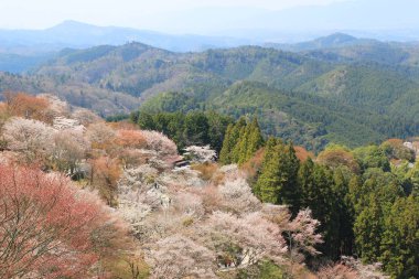  Yoshino Mikumari Tapınak, Yoshinoyama, Nara, Japonya