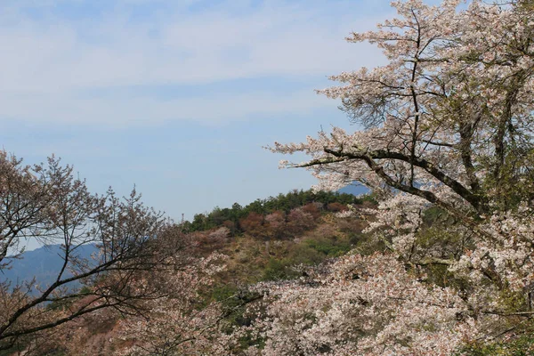 Yoshino wiśniowe kwiaty — Zdjęcie stockowe