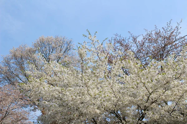 Jošino Třešňové květy — Stock fotografie