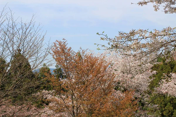 Yoshino flores de cerezo — Foto de Stock