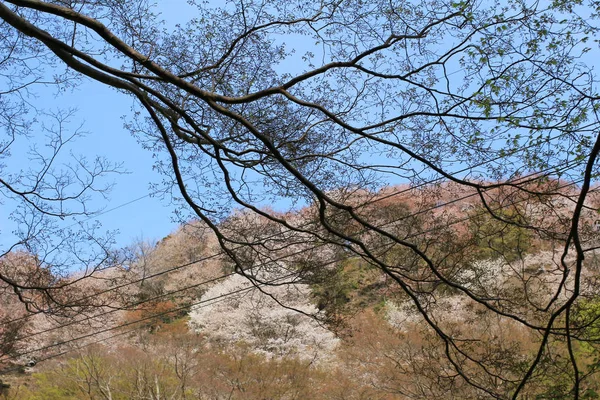 吉野樱花盛开 — 图库照片