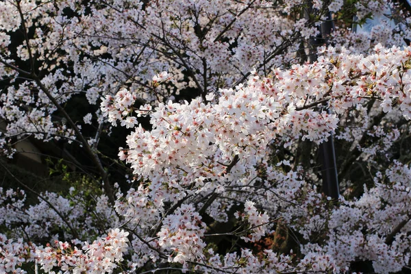 Рожева квітка або вишня цвітіння сакури — стокове фото