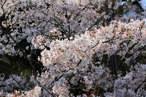 Różowe kwiaty kwiat lub wiśni Sakura — Zdjęcie stockowe