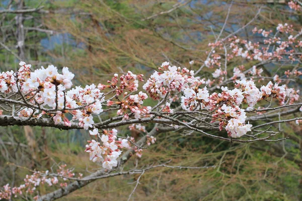 Yoshino kiraz 2017 — Stok fotoğraf