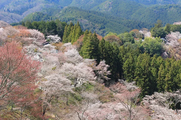 Yoshino Mikumari Tapınak, Yoshinoyama, Nara, Japonya