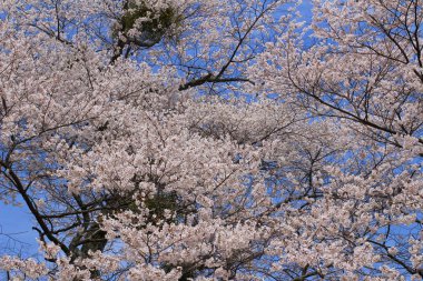  Yoshino kiraz çiçekleri