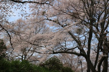  Yoshino kiraz çiçekleri