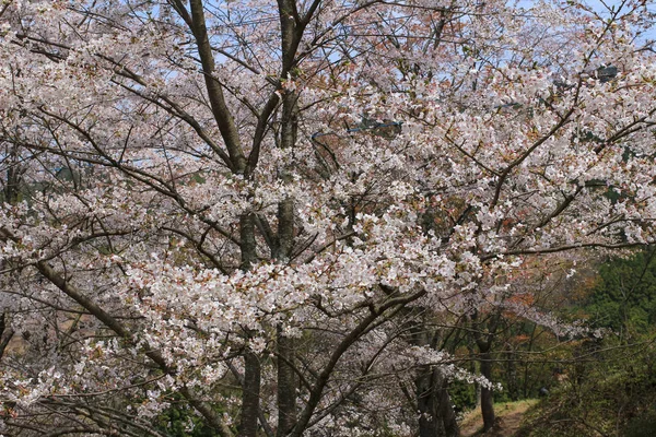 Yoshino cherry blossoms — Stock Fotó