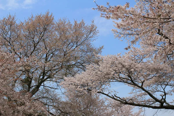 Yoshino cherry blossoms — Stock Fotó