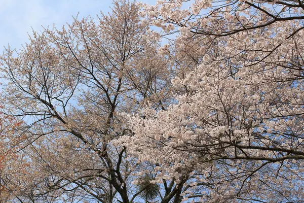 Yoshino körsbär blommar — Stockfoto