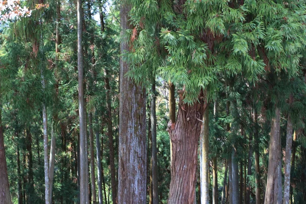 Vista da floresta — Fotografia de Stock