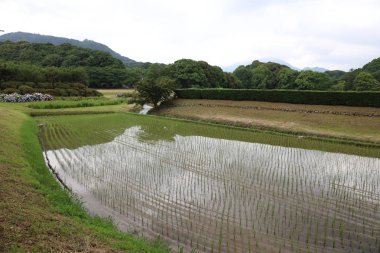 Fukuoka, pirinç tarlaları 