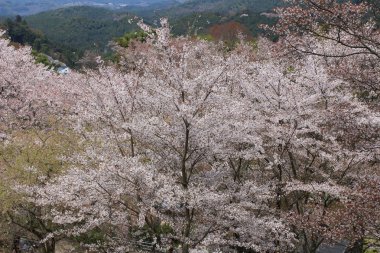  Yoshino kiraz çiçekleri