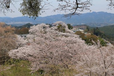  Yoshino kiraz çiçekleri